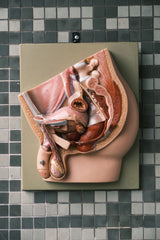 Male Pelvis, Penis & Testicles Anatomy Male Sex Organ Anatomy Model German 80s Medical Use