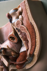 Male Pelvis, Penis & Testicles Anatomy Male Sex Organ Anatomy Model German 80s Medical Use