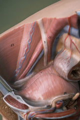 Male Pelvis, Penis & Testicles Anatomy Male Sex Organ Anatomy Model German 80s Medical Use