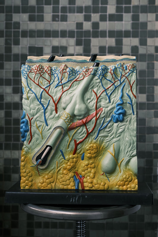 Nasco education Skin Model 皮膚解剖模型
