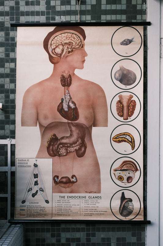 1954s USA Vintage CLAY ADAMS CO. Educational Female Anatomy Chart, the Endocrine Interrelations 古董掛軸 美國 女性內分泌圖