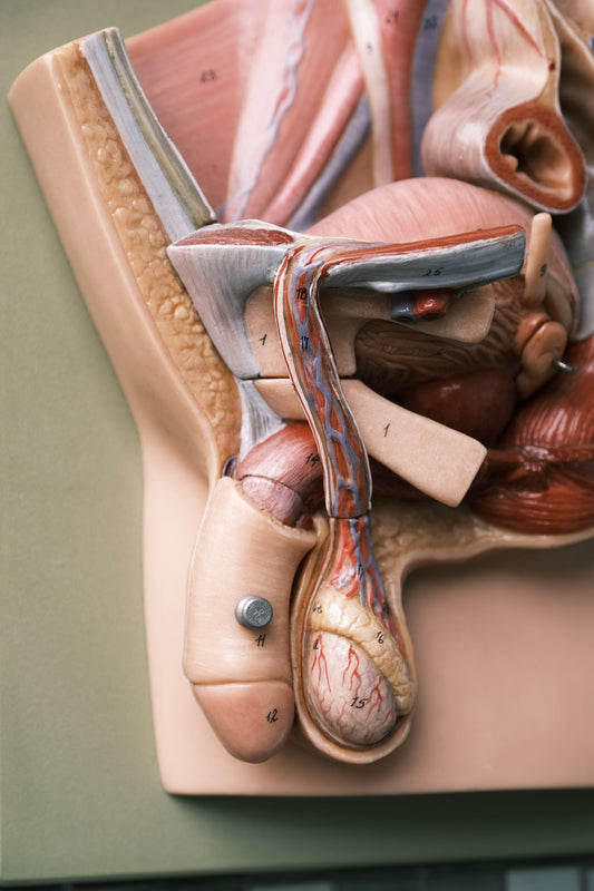 Male Pelvis, Penis & Testicles Anatomy 男性性器官解剖模型 德國80年代醫療用 (商品在海葵工作室)