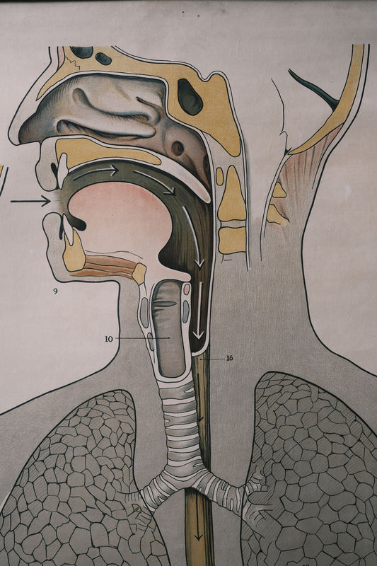 1940s USA Vintage CLAY ADAMS CO. Human Digestive System 人體消化系統 掛軸 男人